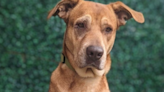 FIDO-Friday's Oregon Dog Rescue Featured Shelter Dog-ADDIE | Oldies 1320 | Scott Tom