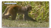 Wild monkey spotted roaming Florida neighborhood: 'Absolutely crazy'