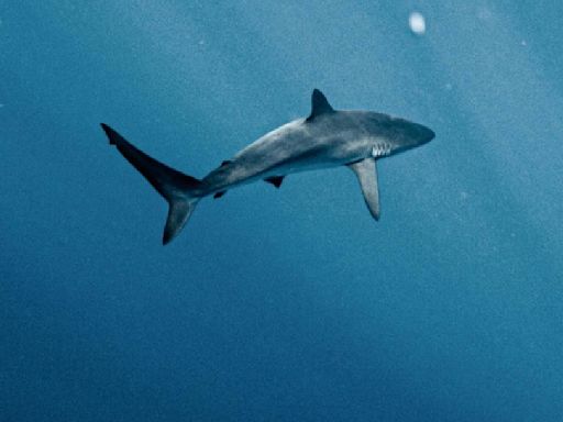 巴西鯊魚體內驗出古柯鹼全球首見 疑製毒工廠排放 | 國際焦點 - 太報 TaiSounds