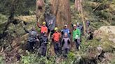 研究隊尋覓84.1公尺高「大安溪倚天劍」 不畏低溫溯溪走斷崖找到巨木
