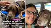 Woman Adopts Senior Dog and Spends Next 28 Days Spoiling Him Before Putting Him to Sleep (Exclusive)