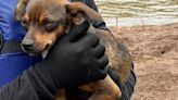 Cachorra que estava ilhada há 14 dias em Veranópolis reencontra tutor após ser resgatada | Pioneiro