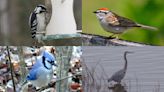 Celebrate Mother’s Day while bird-watching in Powhatan State Park