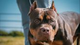 XL bully dogs to be banned in Scotland after owners cross border to beat new rules