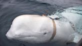 Russian 'spy whale' Hvaldimir found dead near Norway