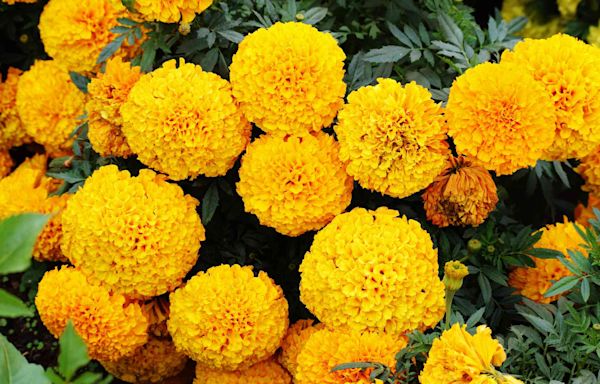 30 Companion Plants for Marigolds That Will Have You Saying Goodbye to Pests