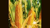 At 1.17 lakh hectares, area under maize sees 24% rise