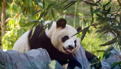 Big Crowds Welcoming Two New Pandas at San Diego Zoo | Newsradio 600 KOGO