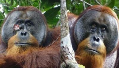 El comportamiento innovador de Rakus, el primer orangután en curarse a sí mismo con una planta medicinal