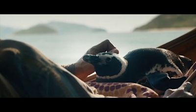 Feed mostra filme internacional sobre morador de Angra dos Reis e seu amigo pinguim