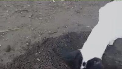 Un video conmovedor: una perra cavó la tumba para su cachorro muerto