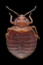 Bed bug genome shows how gnarly these creatures really are | The Verge