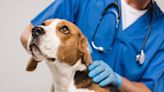 Lysosomal Storage Diseases in Dogs: Symptoms, Causes, & Treatments