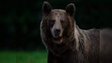 Romania Parliament approves culling of over 500 bears following tragic death of a hiker