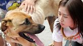 South Korea's dog meat trade may be on its last legs as farmers face low consumption and threats of bans