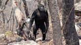 Why humans walk on two legs: a close look at chimpanzees puts some old theories to the test