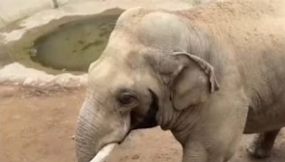 Sorpresa allo zoo: l’atto di gentilezza dell’elefante rende felice un bambino