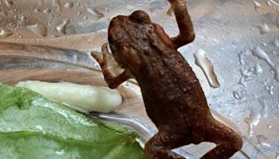 Wait, What? Live Toad Found Inside Salad Pouch Purchased From Supermarket In England