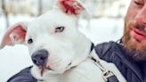 The 5 Different Types of Pit Bull Dog Breeds—and Why They Can Make Great Pets