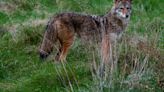 Ban on wildlife killing contests ‘unlikely’ to clear state Senate this session