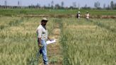 Morocco's farming revolution: Defying drought with science