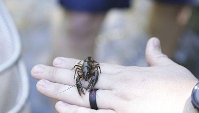 Arkansas agencies hit the crayfish ditches in award-winning conservation effort | Arkansas Democrat Gazette