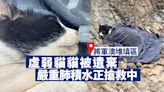 虛弱貓貓被遺棄將軍澳堆填區 嚴重肺積水正搶救中