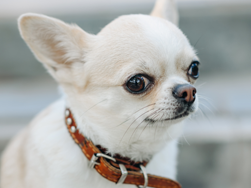 Video of Uncommon 'Happy Chihuahua' Has People So Delighted