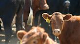 Restrictions imposed after case of mad cow disease detected on farm