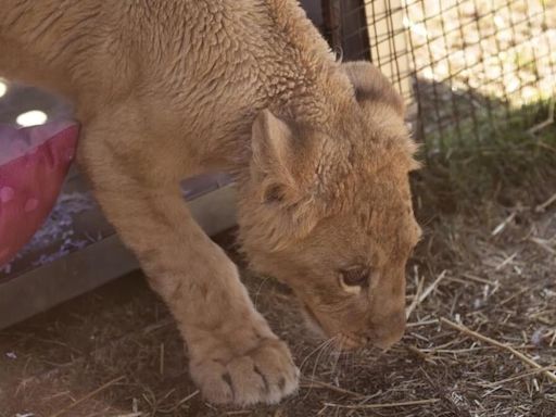 Freya the rescued lion cub is safe in South Africa, but many other lions there are bred to be shot