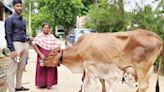 Jersey cow delivers an Ongole breed calf in Annamayya district