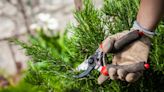 How to prune rosemary – expert tips to complete this essential task