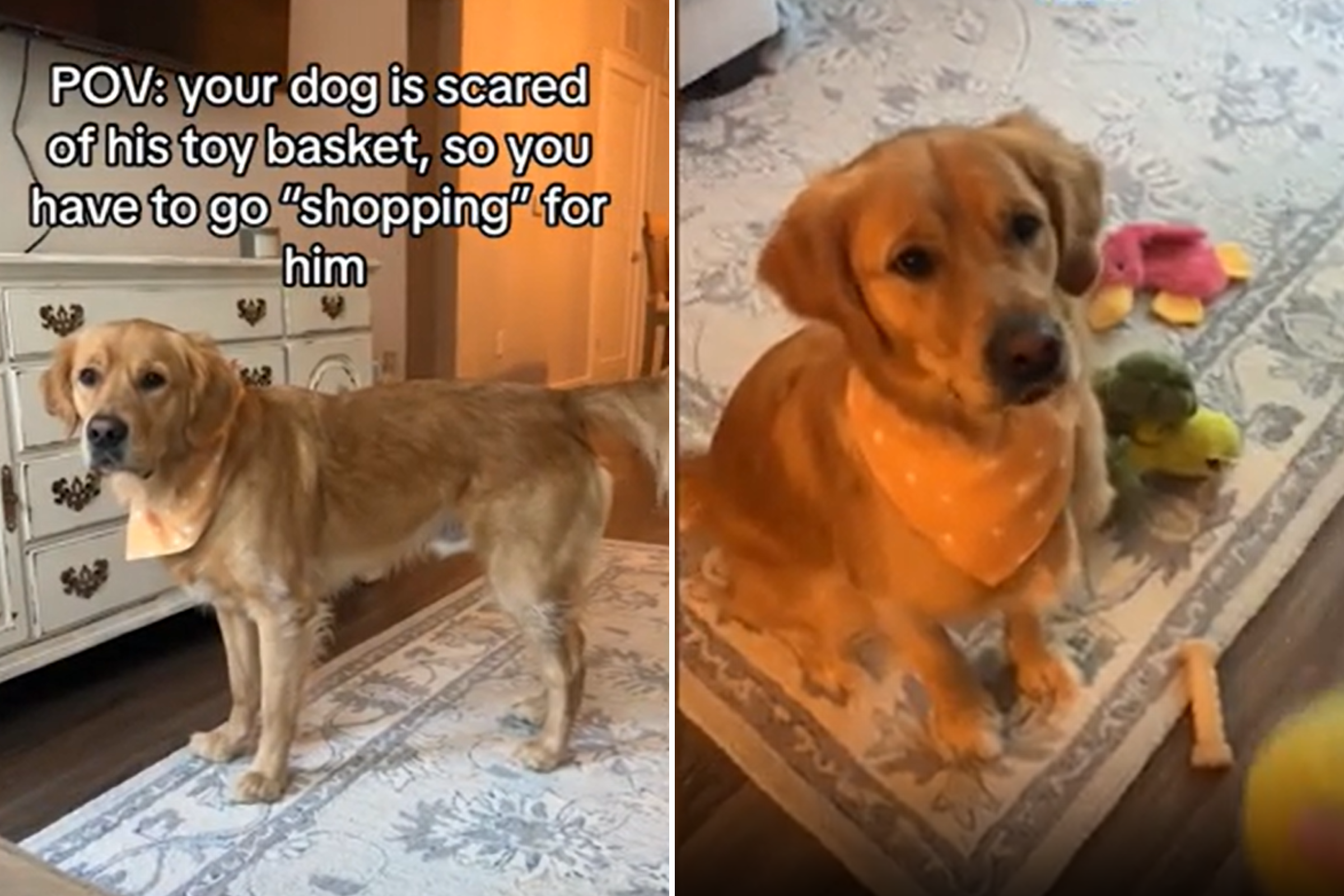 Owner has hilarious routine for dog with "true fear" of his own toy basket