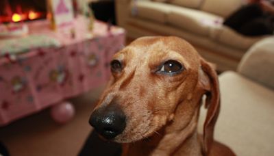 "Hangry" dachshund demanding early dinner has internet in stitches