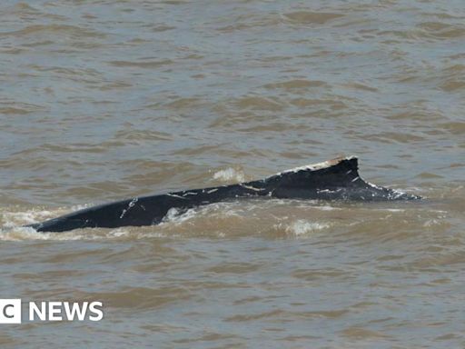 Humpback whale spotted off East Yorkshire coast