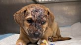 Puppy shot in head point-blank; rescue raising money for care