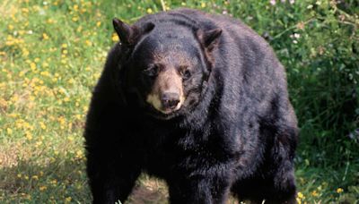 Woman Found Dead in 2023 Was California’s First Fatal Black Bear Attack Victim