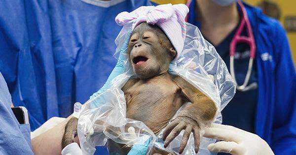 Baby orangutan born at Tampa’s Busch Gardens via C-section was a rare feat