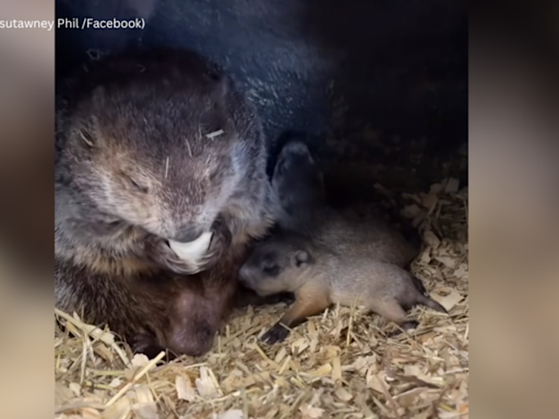 Punxsutawney Groundhog Club asks for help naming Phil's babies