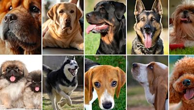 Etimología canina: la historia detrás de los nombres de las razas de los perros