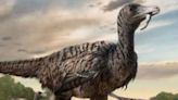 La Jornada: Descubren huellas de velociraptor de tamaño mayor al rango de la especie