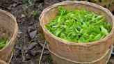 Los suplementos de hierbas de Deepak Chopra para mantenerse joven y saludable