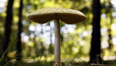 Midwest sees surge in calls to poison control centers amid bumper crop of wild mushrooms