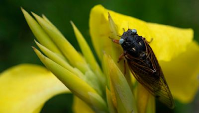 Rare blue-eyed cicada spotted during 2024 emergence at suburban Chicago arboretum