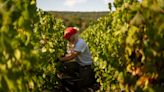 Despite Severe Drought in France, Champagne Had a Stellar Harvest This Year