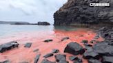 澎湖珊瑚產卵！ 大菓葉玄武岩區岸邊遊客搶賞奇景