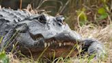 Alligators: How to be safe and respect the boundaries of these wonderous reptiles