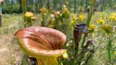 A year after massive wildfire, the Green Swamp Preserve in Brunswick County is thriving