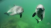 Constantly on the hunt for food: Harbor porpoises more vulnerable than previously thought to disturbances from humans
