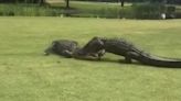Filmaron una feroz pelea entre dos cocodrilos en el hoyo 18 de un campo de golf